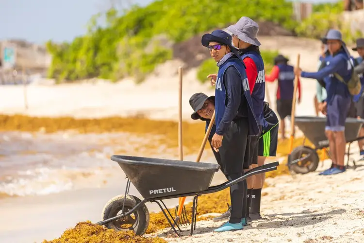 People in protective gear collect sargassum seaweed on a beach using a wheelbarrow, with more volunteers and boats visible in the background