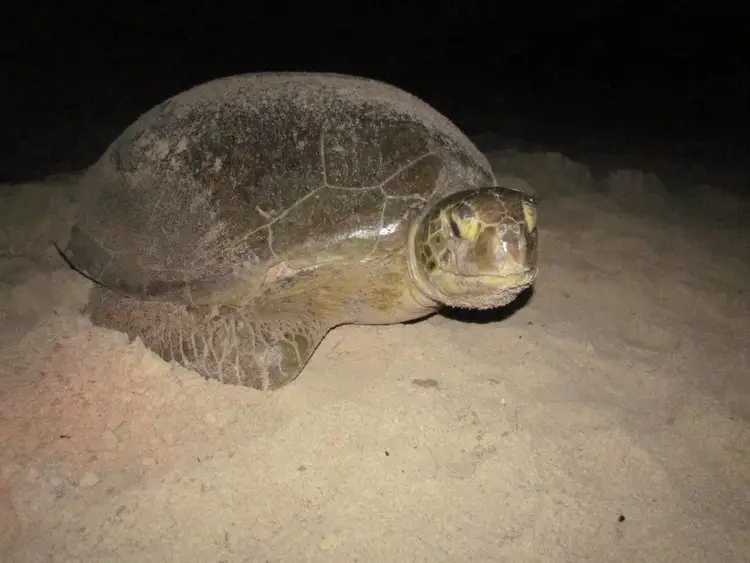 Sea turtle resting on sand at night on a beach Sea turtle resting on sand at night on a beach
