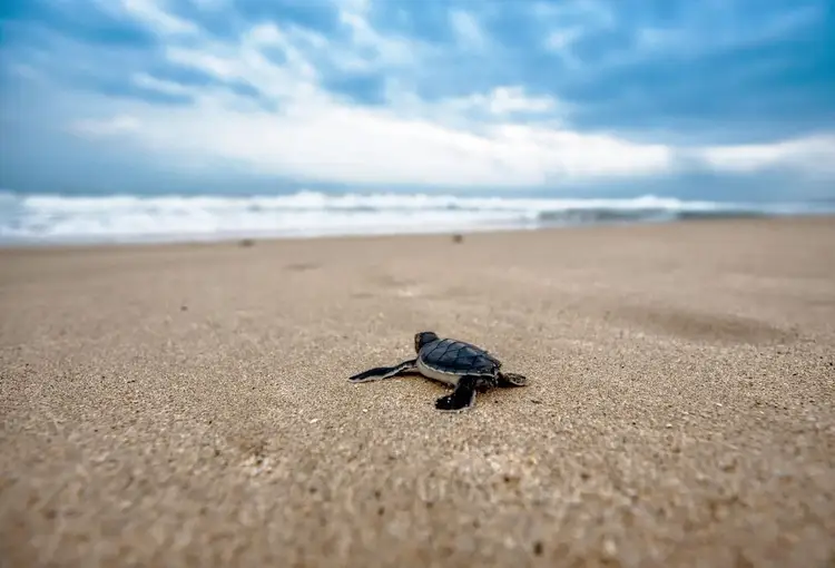 Sea turtle hatchling crawling across sand toward the ocean on an empty beach Sea turtle hatchling crawling across sand toward the ocean on an empty beach