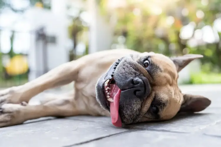Tan dog lying on pavement with tongue out in a backyard setting