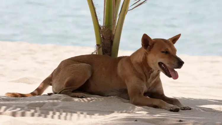Brown dog resting in the sand on a beach near the water with its tongue out