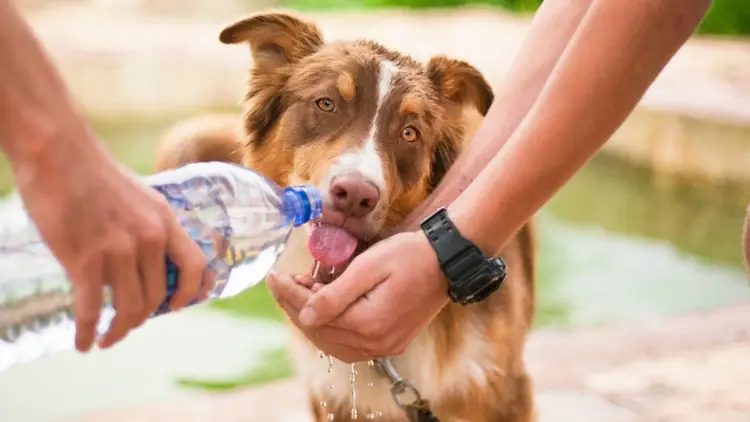 Brown and white dog drinks water from a bottle held by a person's hands outdoors