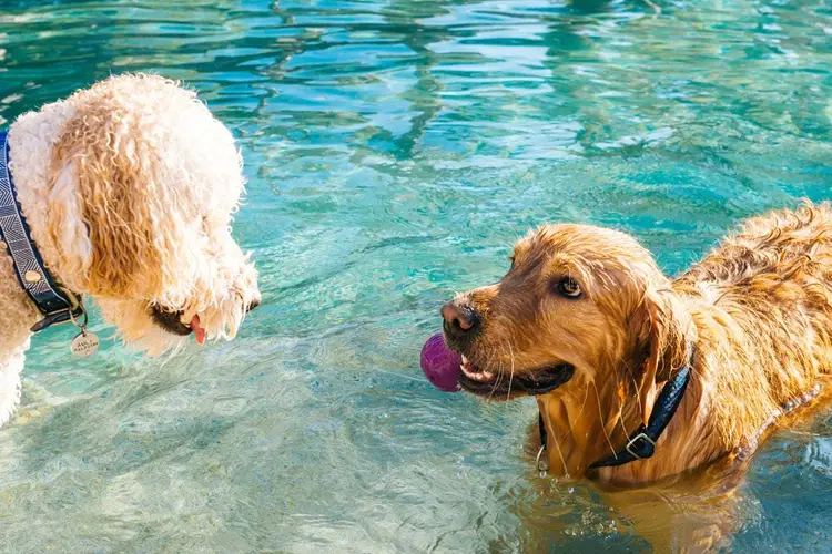 Two dogs wade in shallow turquoise water, one holding a purple toy in its mouth