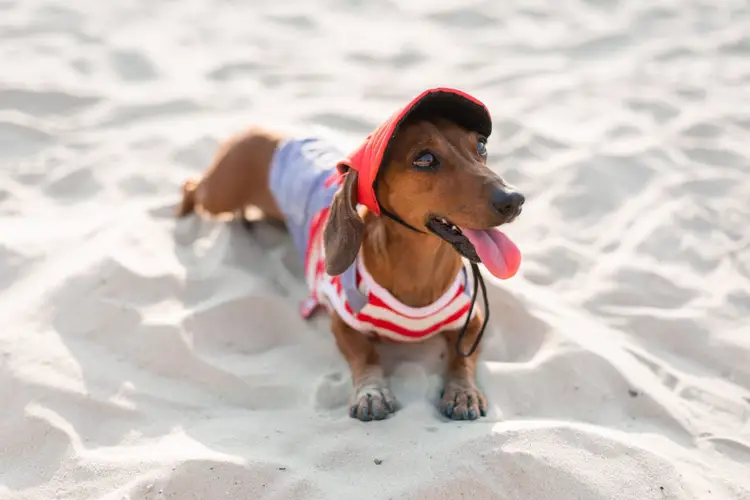 Small brown dog wearing a red and white striped shirt and red hat stands on sand at a beach