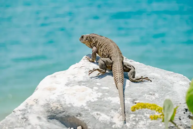 Lizard perched on a white rock overlooking turquoise water Lizard perched on a white rock overlooking turquoise water