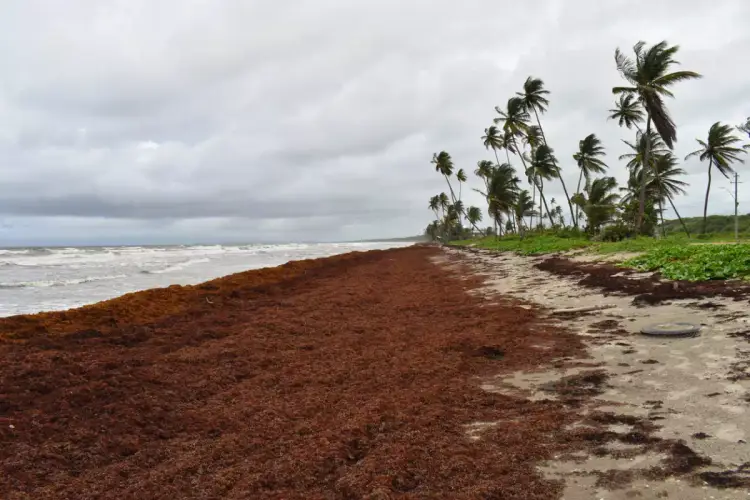 Sargassum seaweed piled along a beach shore with palm trees and rough waves in the background under cloudy skies Sargassum seaweed piled along a beach shore with palm trees and rough waves in the background under cloudy skies