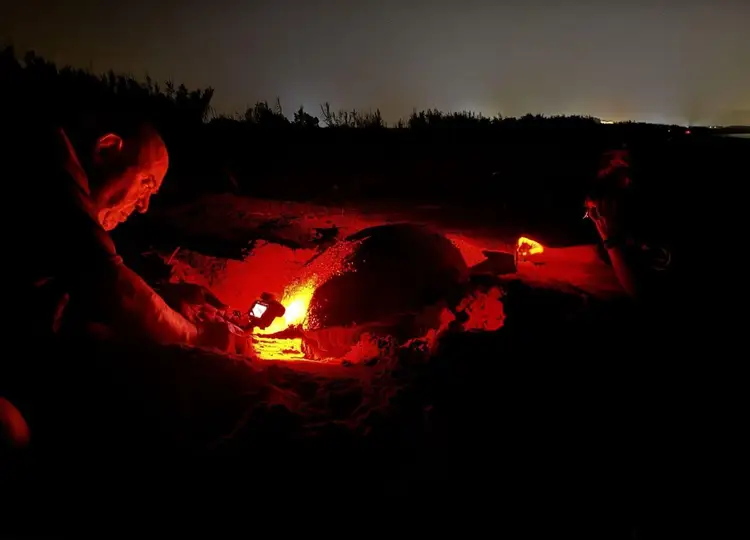 People use red lights to observe sea turtle nests at night in a sandy beach area surrounded by trees