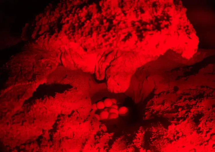 Sea turtle nest glowing under red light, revealing eggs clustered in sand
