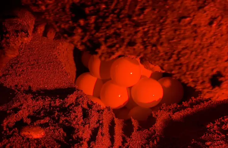 Bright orange spherical sea turtle eggs nestled in sandy sediment under red lighting