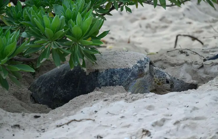 Sea turtle partially buried in sand near green coastal vegetation