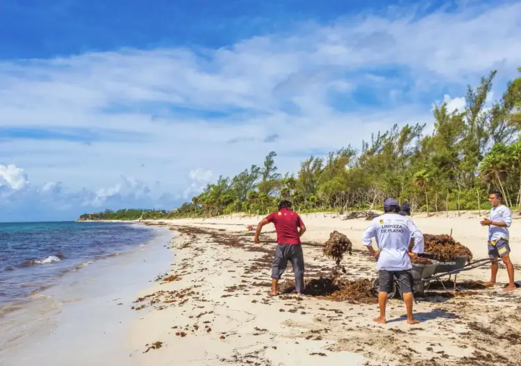 People collect seaweed and debris from a sandy beach lined with palm trees under a blue sky