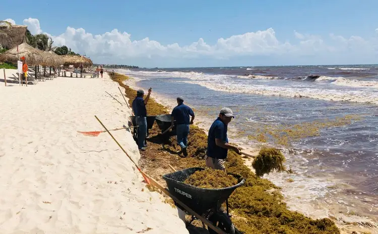 Workers collect seaweed from the shore while waves roll onto a sandy beach lined with thatched-roof structures