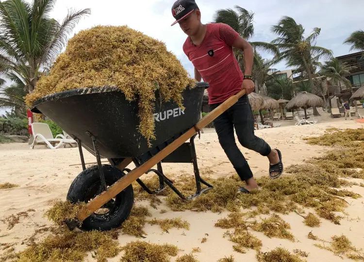 Man pushing a wheelbarrow filled with seaweed on a beach with palm trees in the background