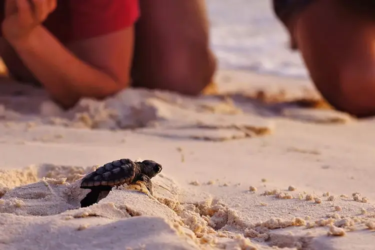 A sea turtle hatchling crawls across sand toward the water while people sit nearby on the beach A sea turtle hatchling crawls across sand toward the water while people sit nearby on the beach