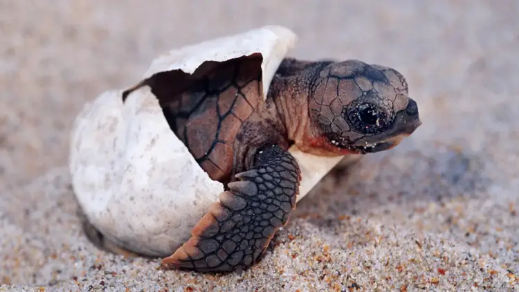 Sea turtle hatchling emerging from its cracked white egg shell on sand Sea turtle hatchling emerging from its cracked white egg shell on sand
