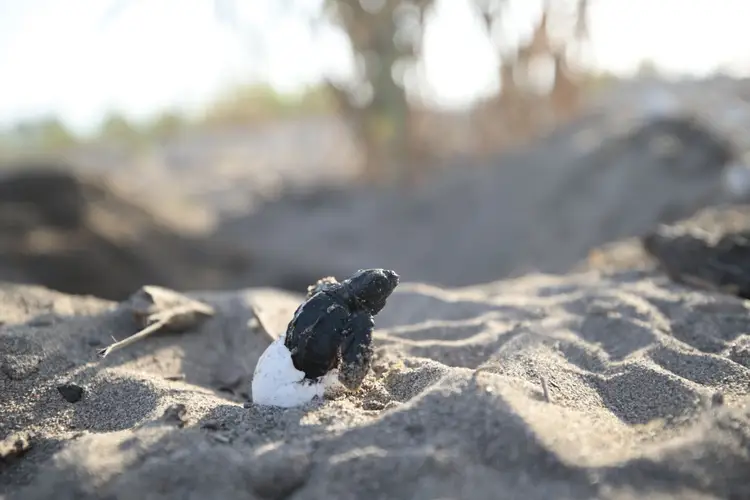 Baby sea turtle emerging from sand with eggshell on a beach Baby sea turtle emerging from sand with eggshell on a beach