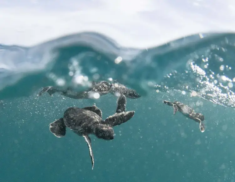 Sea turtle hatchlings swim toward the surface of shallow ocean water with waves visible above them Sea turtle hatchlings swim toward the surface of shallow ocean water with waves visible above them