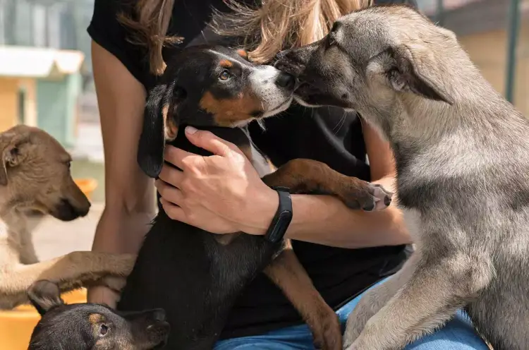 A person holds a small black and tan dog while a gray dog stands on hind legs nearby, with other dogs visible in the outdoor setting