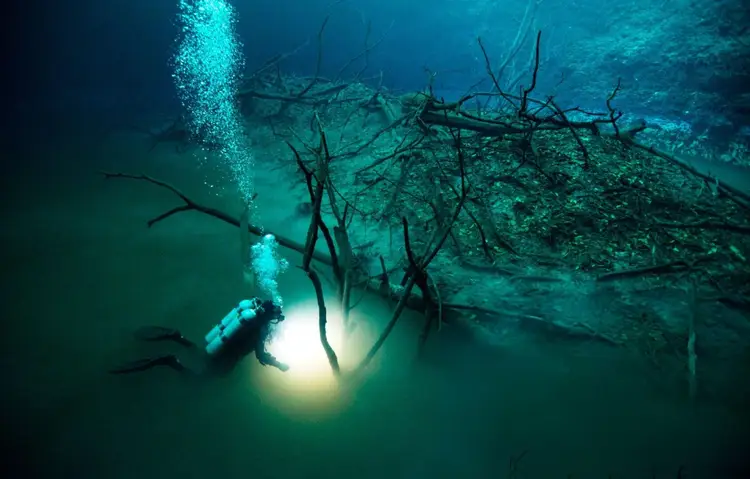 A diver with a flashlight explores submerged tree roots and debris in a deep underwater cavern A diver with a flashlight explores submerged tree roots and debris in a deep underwater cavern