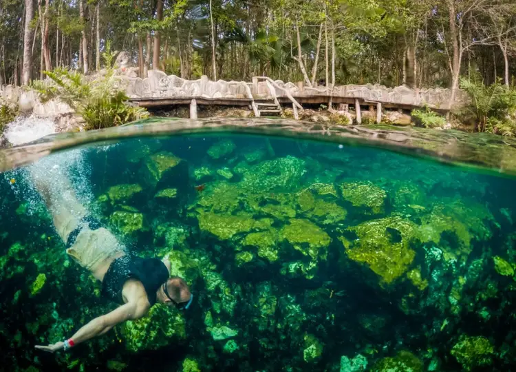 Snorkeler in clear turquoise water above submerged vegetation, with a wooden bridge and forest visible in the background Snorkeler in clear turquoise water above submerged vegetation, with a wooden bridge and forest visible in the background