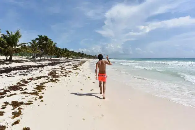 Shirtless man wading into the ocean on a sandy beach lined with seaweed and palm trees Shirtless man wading into the ocean on a sandy beach lined with seaweed and palm trees