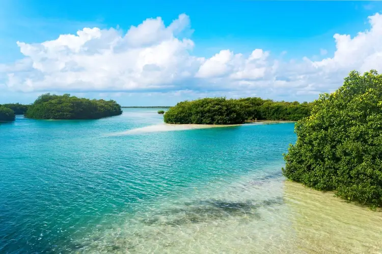 Turquoise waters and sandy beach bordered by dense mangrove vegetation under a blue sky with white clouds