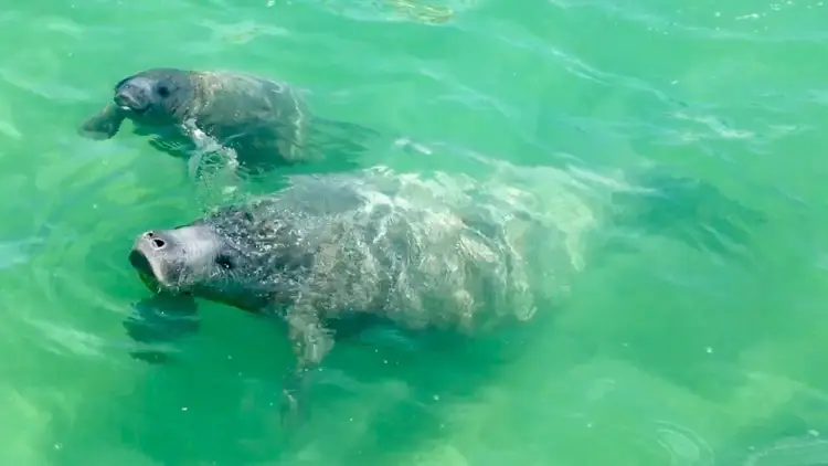 Two manatees swim near the surface of clear turquoise water