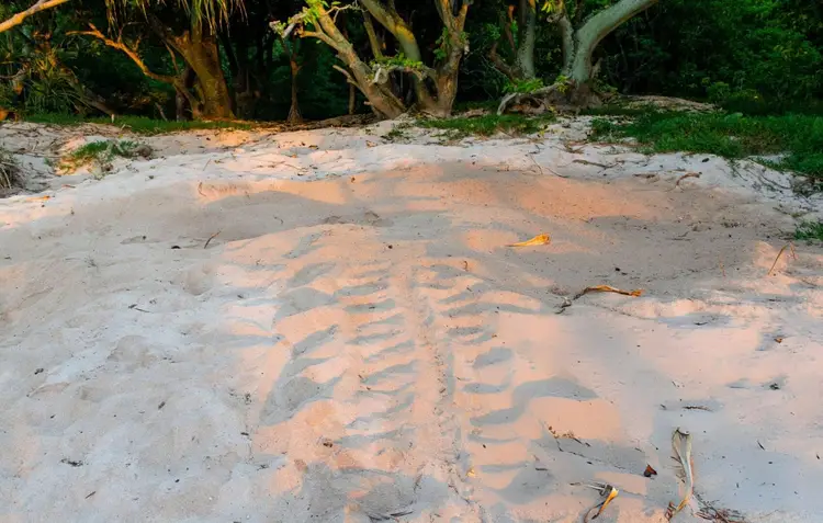Turtle tracks mark the sand near gnarled trees on a beach