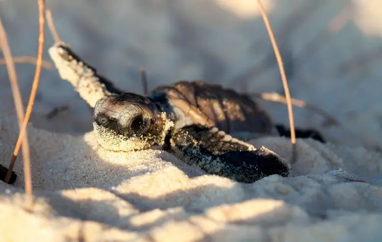 Sea turtle hatchling crawling across sand toward the ocean