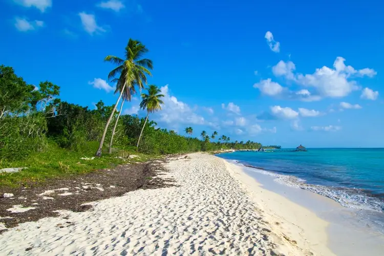 Sandy beach with palm trees and tropical vegetation along the shoreline under a blue sky with white clouds Sandy beach with palm trees and tropical vegetation along the shoreline under a blue sky with white clouds