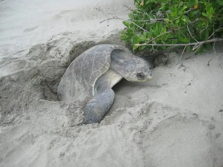 Sea turtle emerging from sand nest on a beach with vegetation visible nearby Sea turtle emerging from sand nest on a beach with vegetation visible nearby