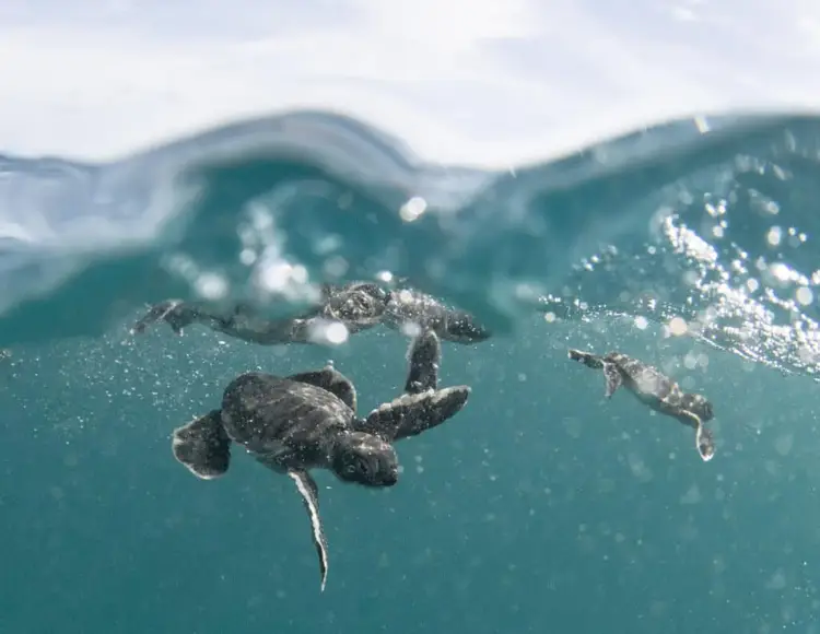 Sea turtle hatchlings swim toward the ocean surface in shallow turquoise water with waves visible above