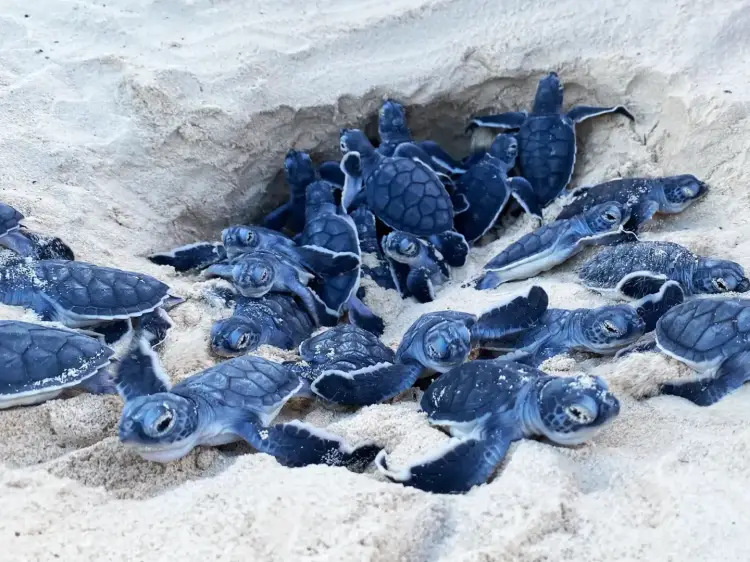 Sea turtle hatchlings crawl across sand toward the ocean
