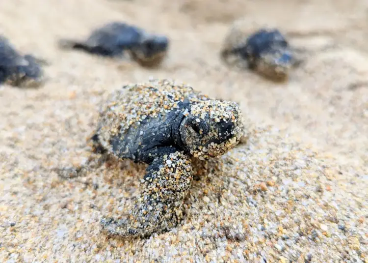 Sea turtle hatchlings crawl across sand toward the ocean