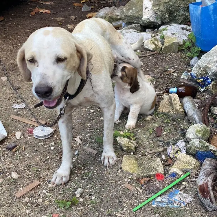 Light-colored dog standing in a rocky outdoor area surrounded by scattered debris and a blue container