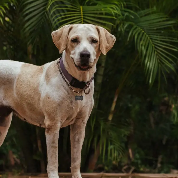 Tan and white dog wearing a chain collar and tag stands facing the camera with palm fronds in the background