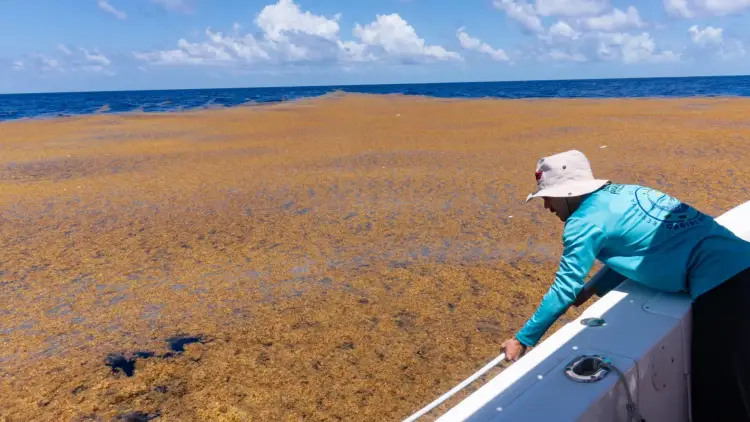 Person in a boat observes a large expanse of brown sargassum seaweed floating on the ocean surface Person in a boat observes a large expanse of brown sargassum seaweed floating on the ocean surface
