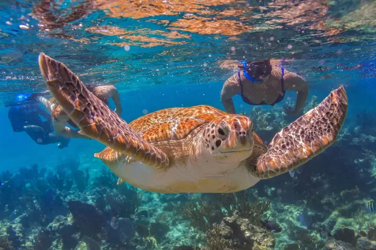 Sea turtle swims toward snorkelers in clear blue water above a coral reef