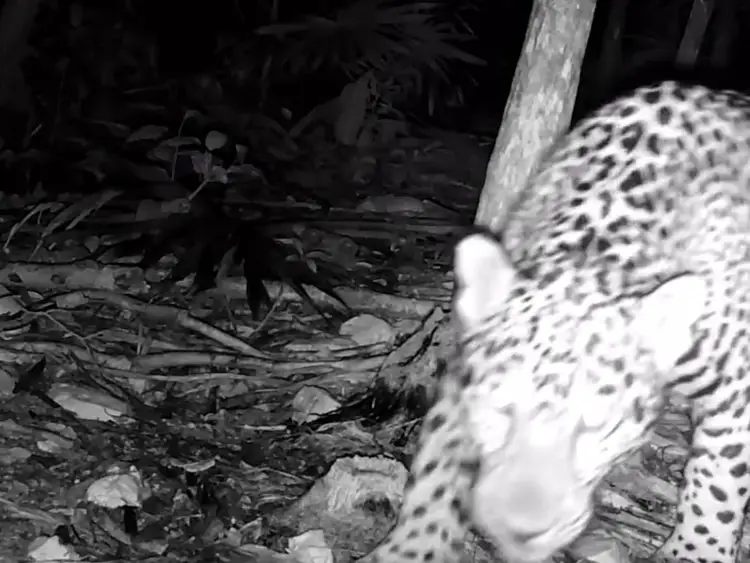 Spotted wild cat with distinctive rosette markings walks past a tree trunk on forest floor covered with leaves and debris Spotted wild cat with distinctive rosette markings walks past a tree trunk on forest floor covered with leaves and debris