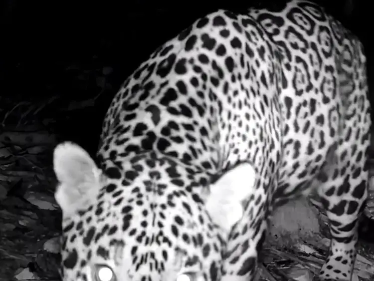 Jaguar with spotted coat walking on ground in black and white camera trap footage Jaguar with spotted coat walking on ground in black and white camera trap footage