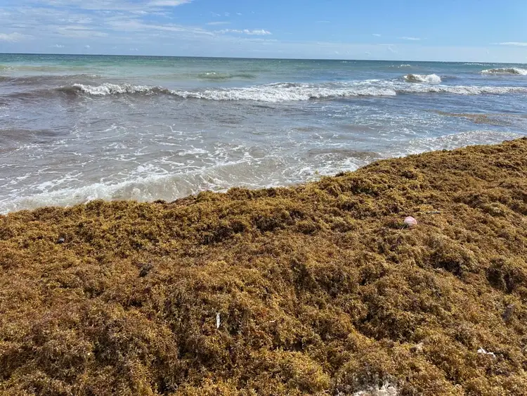 Thick mats of brown sargassum seaweed cover a beach while waves roll onto the shore