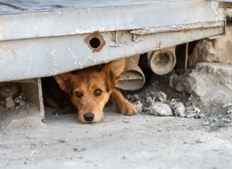 Brown dog peering out from underneath a weathered white truck bed parked on dusty ground