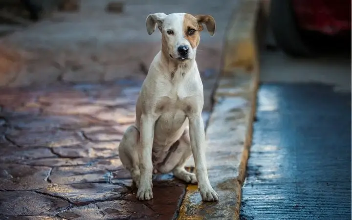 Tan and white dog sitting on a wet street and looking toward the camera