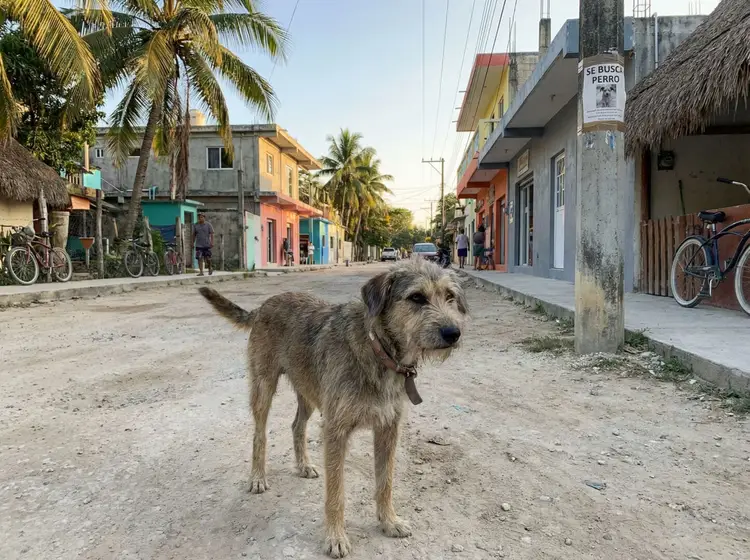 A dog stands in the middle of a sandy street lined with colorful buildings, palm trees, and bicycles in a tropical village setting
