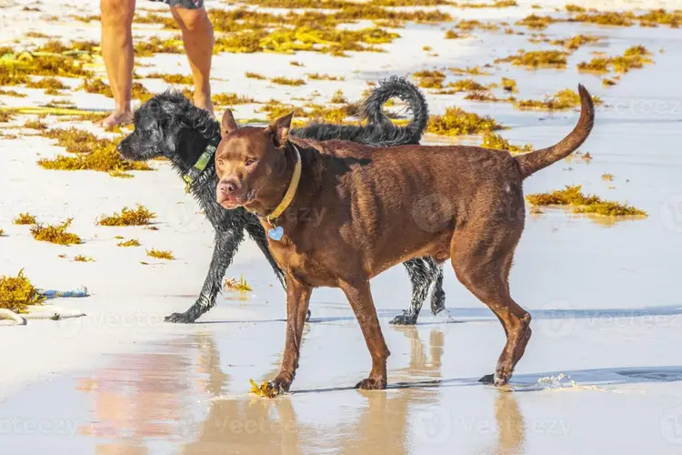 Two dogs on a wet beach with seaweed, one brown and one black, with a person's legs visible in the background