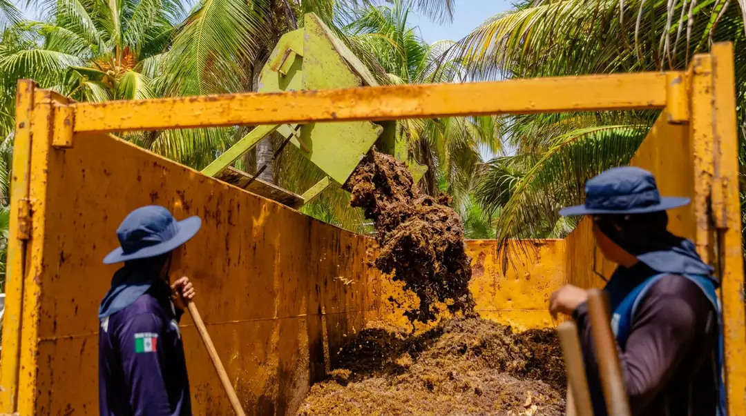 Two workers in blue hats and dark uniforms stand beside a yellow dump truck unloading brown seaweed onto a pile, with palm trees visible in the background