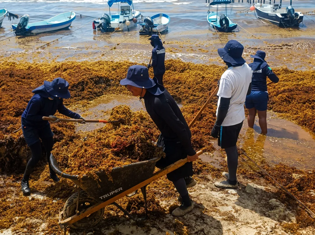 Workers remove sargassum seaweed from a beach using tools and a wheelbarrow, with moored fishing boats visible in the water behind them