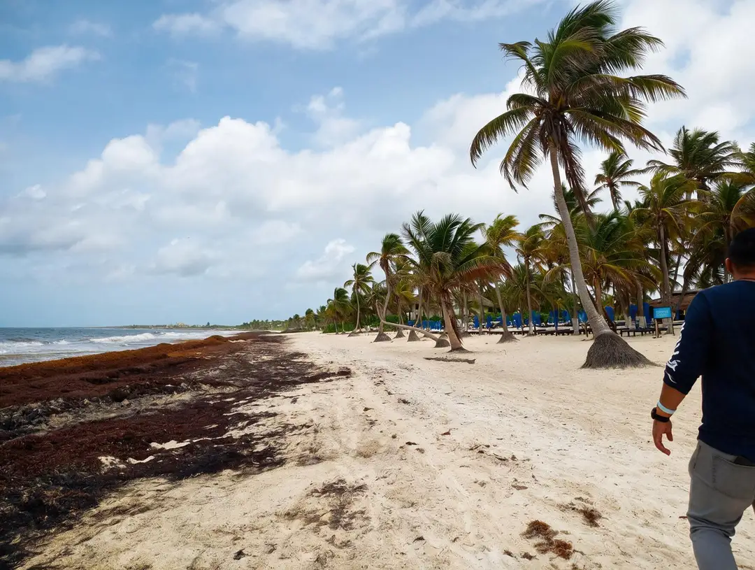 Person in dark shirt walking along sandy beach lined with palm trees, with seaweed on the shore and blue loungers visible in the distance