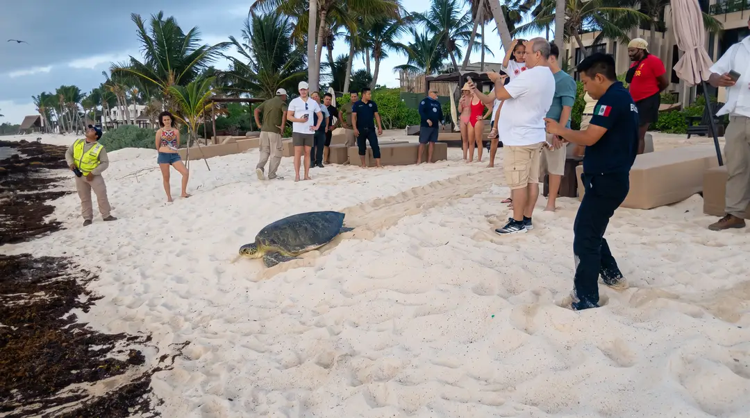 A sea turtle makes its way across sand as onlookers gather on a beach near palm trees and beachfront buildings