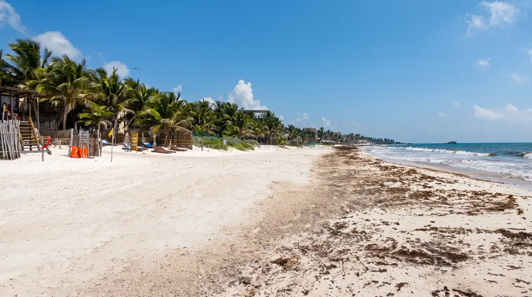 Beach lined with seaweed and debris along the shoreline, with palm trees and beach structures visible inland and turquoise water beyond